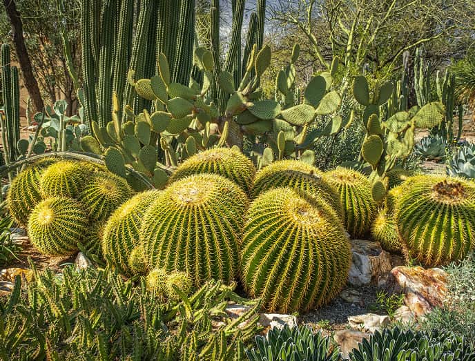 Colección de cactus y plantas exóticas en un jardín botánico de la Costa Brava